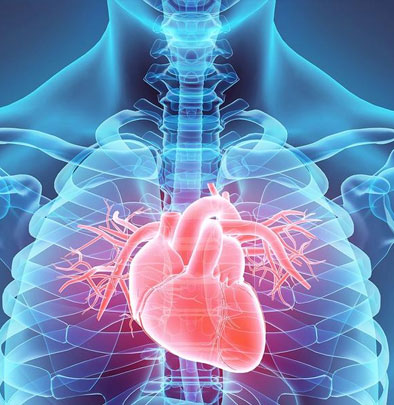 Heart & Cardiovascular Test